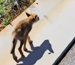 Part2 Animals Rescue #dogrescue #rescuedog #dogsofttiktok #foryoupage #foryou #dogs