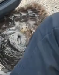 Part2 Animals Rescue #dogrescue #rescuedog #dogsofttiktok #foryoupage #foryou #dogs