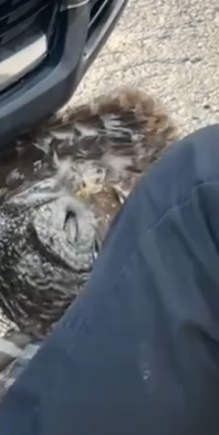 Part2 Animals Rescue #dogrescue #rescuedog #dogsofttiktok #foryoupage #foryou #dogs