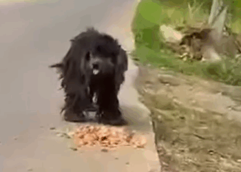 Part2 Animals Rescue #dogrescue #rescuedog #dogsofttiktok #foryoupage #foryou #dogs