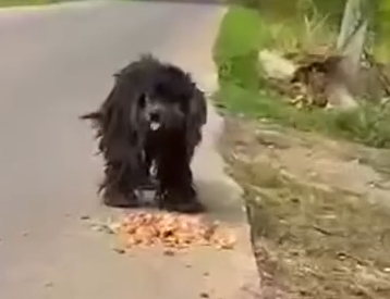 Part2 Animals Rescue #dogrescue #rescuedog #dogsofttiktok #foryoupage #foryou #dogs