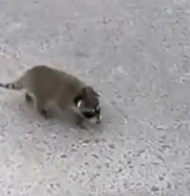 Part2 Animals Rescue #dogrescue #rescuedog #dogsofttiktok #foryoupage #foryou #dogs