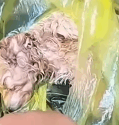 Part2 Animals Rescue #dogrescue #rescuedog #dogsofttiktok #foryoupage #foryou #dogs