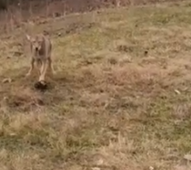 Part2 Animals Rescue #dogrescue #rescuedog #dogsofttiktok #foryoupage #foryou #dogs