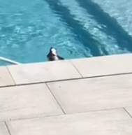 Part2 Animals Rescue #dogrescue #rescuedog #dogsofttiktok #foryoupage #foryou #dogs