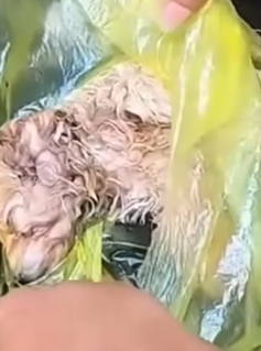 Part2 Animals Rescue #dogrescue #rescuedog #dogsofttiktok #foryoupage #foryou #dogs