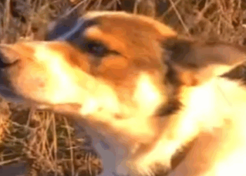 Part2 Animals Rescue #dogrescue #rescuedog #dogsofttiktok #foryoupage #foryou #dogs