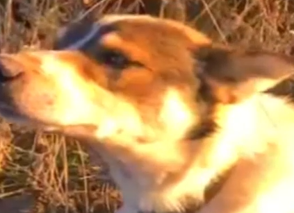 Part2 Animals Rescue #dogrescue #rescuedog #dogsofttiktok #foryoupage #foryou #dogs