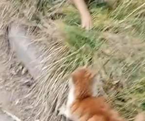 Part2 Animals Rescue #dogrescue #rescuedog #dogsofttiktok #foryoupage #foryou #dogs