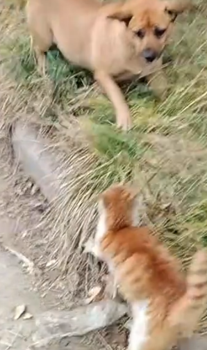 Part2 Animals Rescue #dogrescue #rescuedog #dogsofttiktok #foryoupage #foryou #dogs