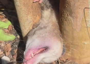 Part2 Animals Rescue #dogrescue #rescuedog #dogsofttiktok #foryoupage #foryou #dogs