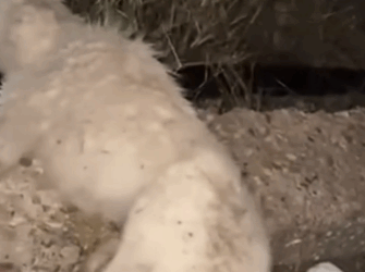 Part2 Animals Rescue #dogrescue #rescuedog #dogsofttiktok #foryoupage #foryou #dogs