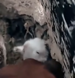 Part2 Animals Rescue #dogrescue #rescuedog #dogsofttiktok #foryoupage #foryou #dogs