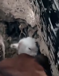 Part2 Animals Rescue #dogrescue #rescuedog #dogsofttiktok #foryoupage #foryou #dogs