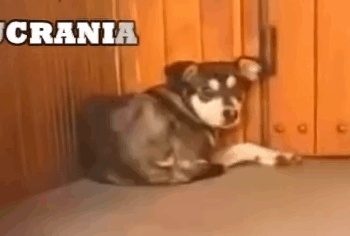 Part2 Animals Rescue #dogrescue #rescuedog #dogsofttiktok #foryoupage #foryou #dogs