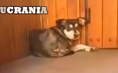 Part2 Animals Rescue #dogrescue #rescuedog #dogsofttiktok #foryoupage #foryou #dogs