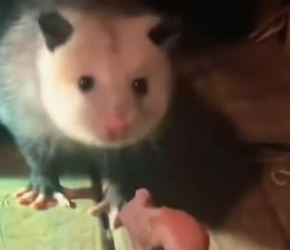 Part2 Animals Rescue #dogrescue #rescuedog #dogsofttiktok #foryoupage #foryou #dogs