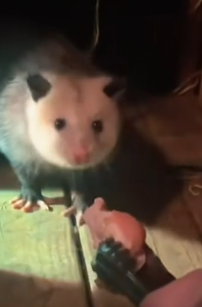 Part2 Animals Rescue #dogrescue #rescuedog #dogsofttiktok #foryoupage #foryou #dogs