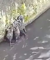 Part2 Animals Rescue #dogrescue #rescuedog #dogsofttiktok #foryoupage #foryou #dogs