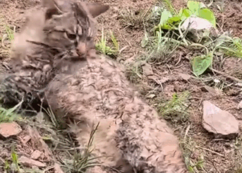 Part2 Animals Rescue #dogrescue #rescuedog #dogsofttiktok #foryoupage #foryou #dogs