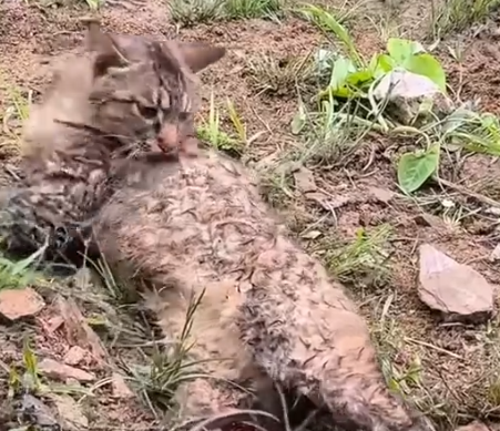 Part2 Animals Rescue #dogrescue #rescuedog #dogsofttiktok #foryoupage #foryou #dogs