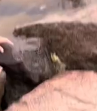 Part2 Animals Rescue #dogrescue #rescuedog #dogsofttiktok #foryoupage #foryou #dogs