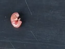 Part2 Animals Rescue #dogrescue #rescuedog #dogsofttiktok #foryoupage #foryou #dogs