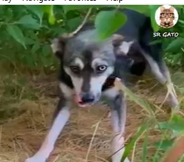 Part2 Animals Rescue #dogrescue #rescuedog #dogsofttiktok #foryoupage #foryou #dogs