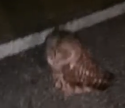 Part2 Animals Rescue #dogrescue #rescuedog #dogsofttiktok #foryoupage #foryou #dogs