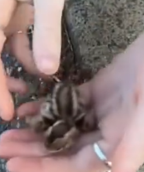 Part2 Animals Rescue #dogrescue #rescuedog #dogsofttiktok #foryoupage #foryou #dogs