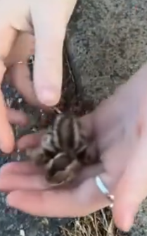 Part2 Animals Rescue #dogrescue #rescuedog #dogsofttiktok #foryoupage #foryou #dogs