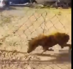 Part2 Animals Rescue #dogrescue #rescuedog #dogsofttiktok #foryoupage #foryou #dogs