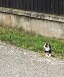 Part2 Animals Rescue #dogrescue #rescuedog #dogsofttiktok #foryoupage #foryou #dogs