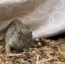 Part2 Animals Rescue #dogrescue #rescuedog #dogsofttiktok #foryoupage #foryou #dogs