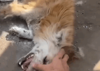 Part2 Animals Rescue #dogrescue #rescuedog #dogsofttiktok #foryoupage #foryou #dogs