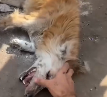 Part2 Animals Rescue #dogrescue #rescuedog #dogsofttiktok #foryoupage #foryou #dogs