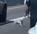 Part2 Animals Rescue #dogrescue #rescuedog #dogsofttiktok #foryoupage #foryou #dogs