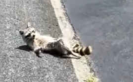 Part2 Animals Rescue #dogrescue #rescuedog #dogsofttiktok #foryoupage #foryou #dogs