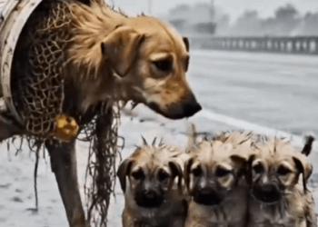 Part2 Animals Rescue #dogrescue #rescuedog #dogsofttiktok #foryoupage #foryou #dogs