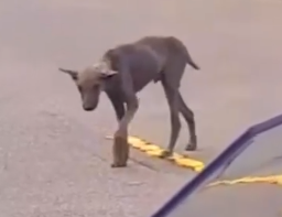 Part2 Animals Rescue #dogrescue #rescuedog #dogsofttiktok #foryoupage #foryou #dogs