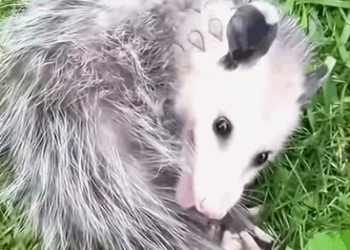 Part2 Animals Rescue #dogrescue #rescuedog #dogsofttiktok #foryoupage #foryou #dogs