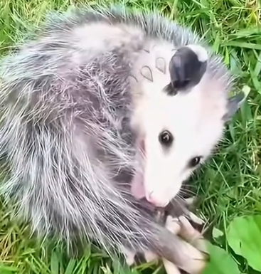 Part2 Animals Rescue #dogrescue #rescuedog #dogsofttiktok #foryoupage #foryou #dogs