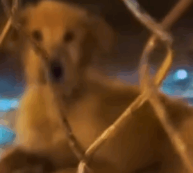 Part2 Animals Rescue #dogrescue #rescuedog #dogsofttiktok #foryoupage #foryou #dogs