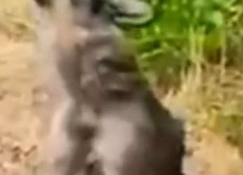 Part2 Animals Rescue #dogrescue #rescuedog #dogsofttiktok #foryoupage #foryou #dogs