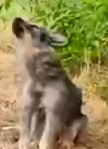 Part2 Animals Rescue #dogrescue #rescuedog #dogsofttiktok #foryoupage #foryou #dogs