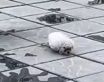 Part2 Animals Rescue #dogrescue #rescuedog #dogsofttiktok #foryoupage #foryou #dogs