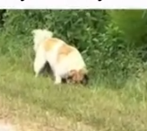 Part2 Animals Rescue #dogrescue #rescuedog #dogsofttiktok #foryoupage #foryou #dogs