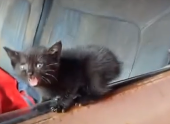 Part2 Animals Rescue #dogrescue #rescuedog #dogsofttiktok #foryoupage #foryou #dogs