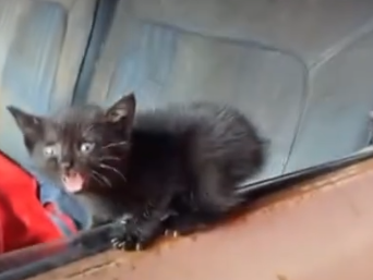 Part2 Animals Rescue #dogrescue #rescuedog #dogsofttiktok #foryoupage #foryou #dogs