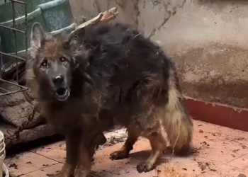 Part2 Animals Rescue #dogrescue #rescuedog #dogsofttiktok #foryoupage #foryou #dogs